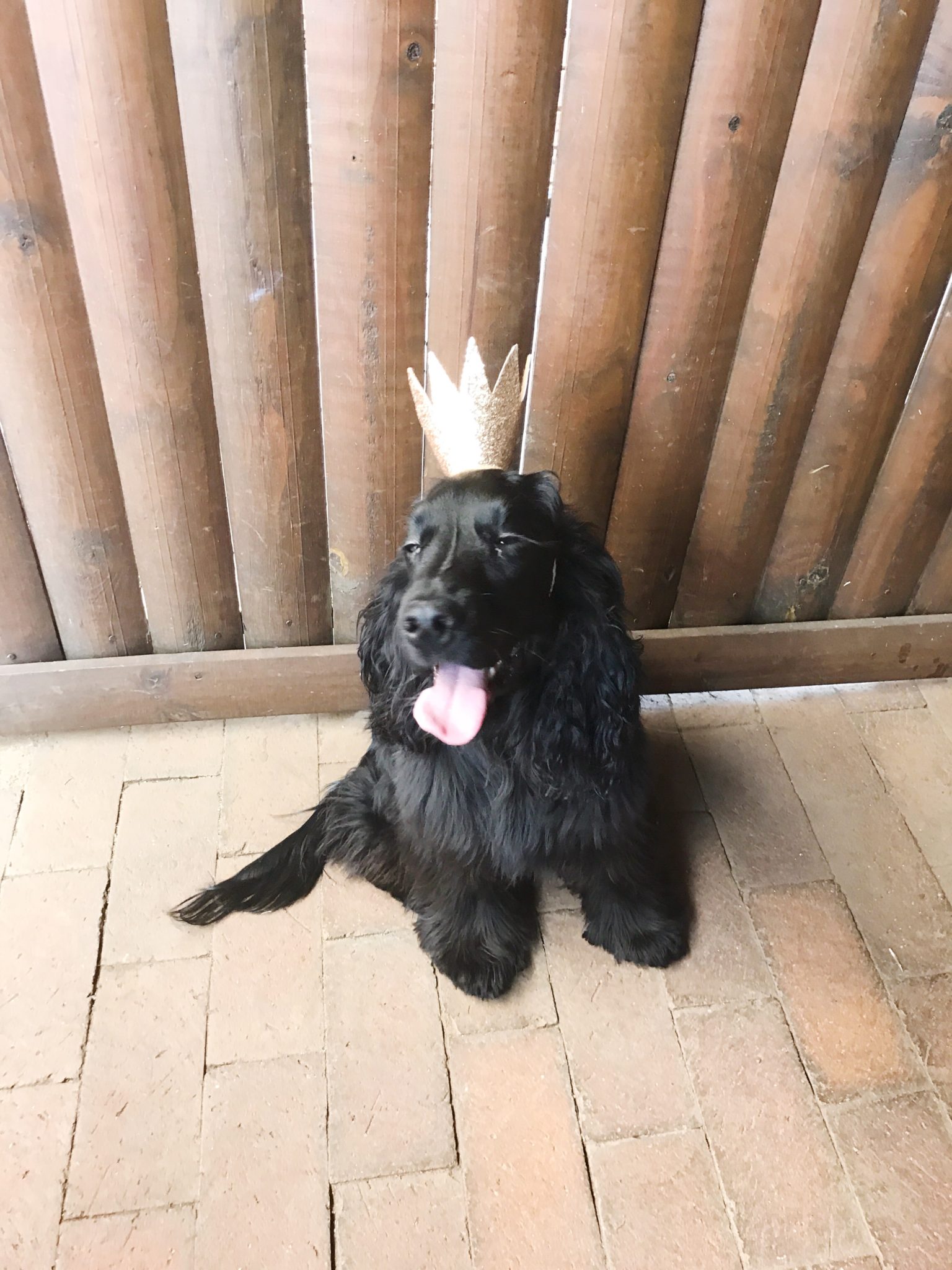 Black cocker spaniel at his birthday party