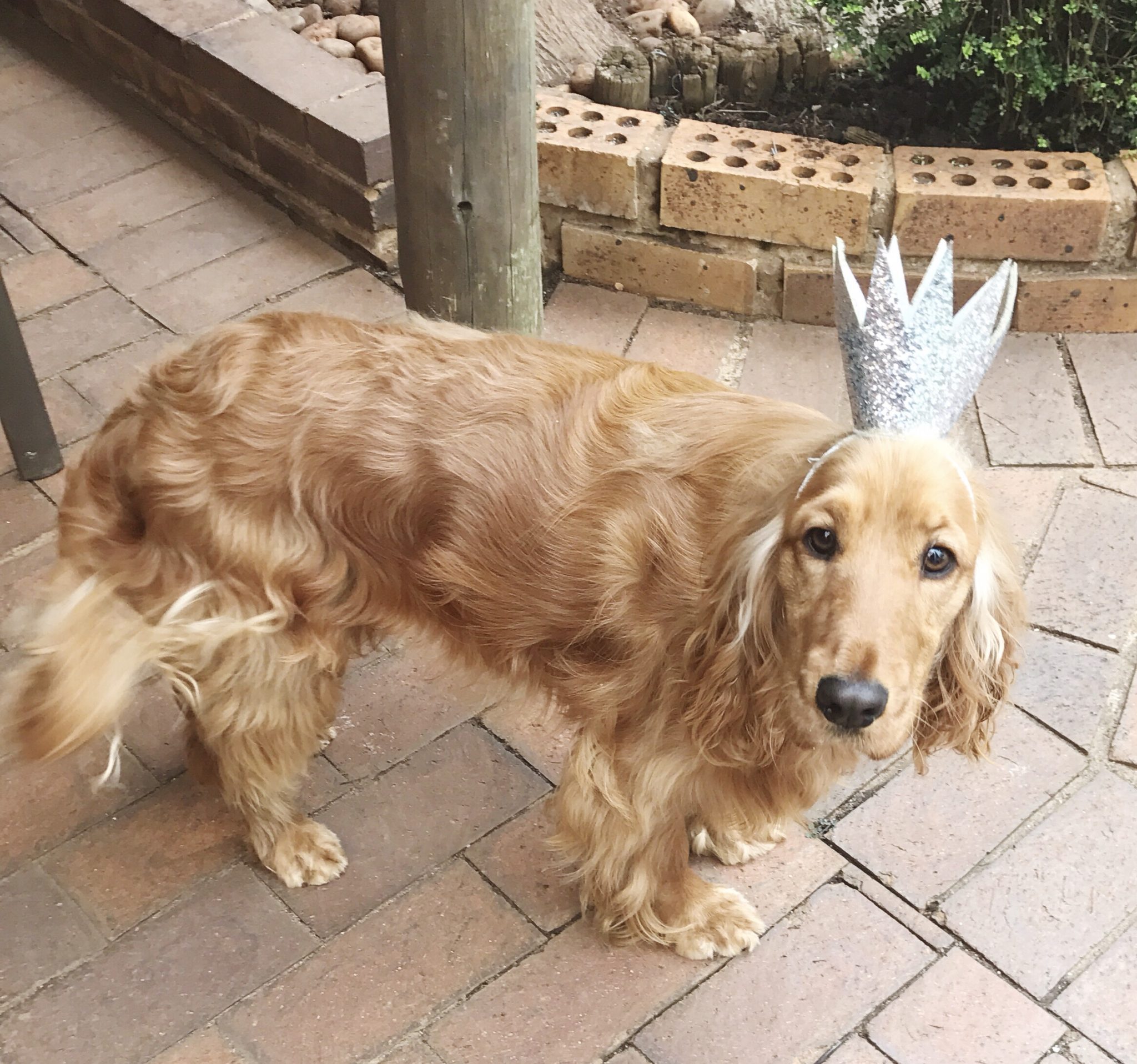 Golden cocker spaniel at her birthday party