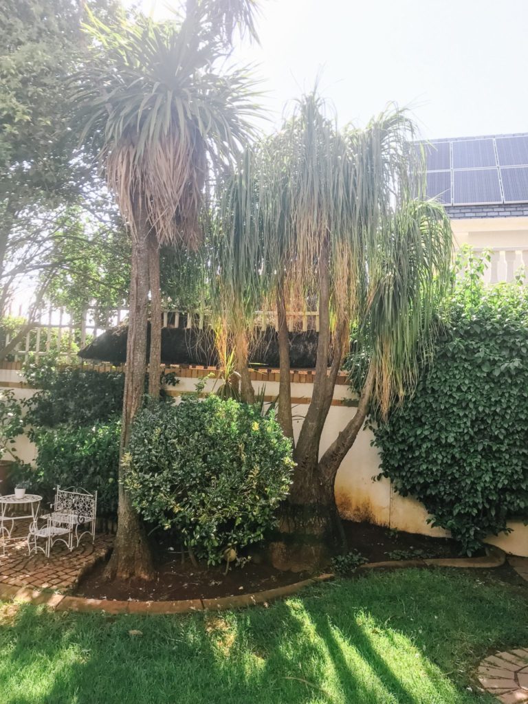 Plan to remove cordulyn trees from the garden