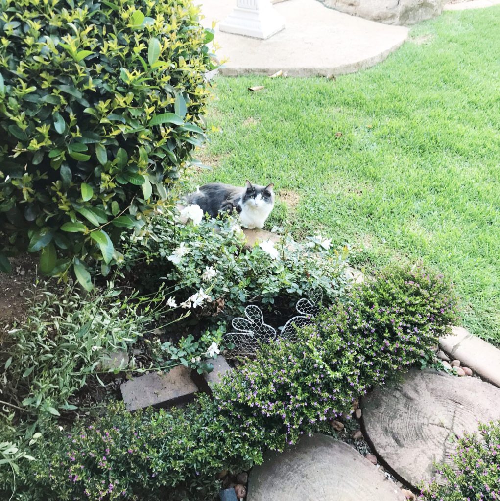 Flowerbed and cat
