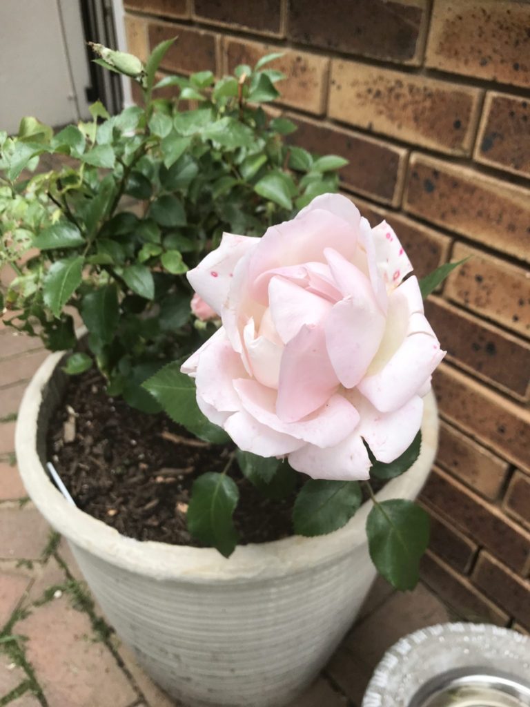 Remember Me pink rose in pot