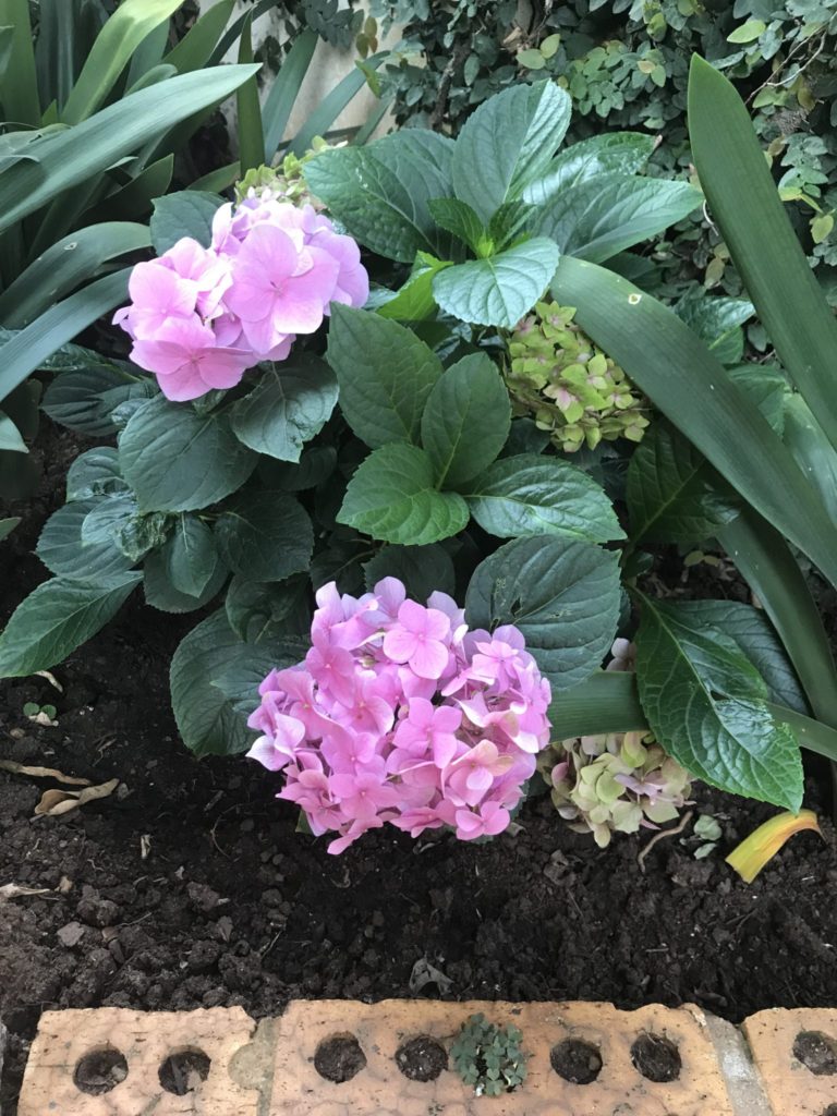 Pink hydrangea in my garden