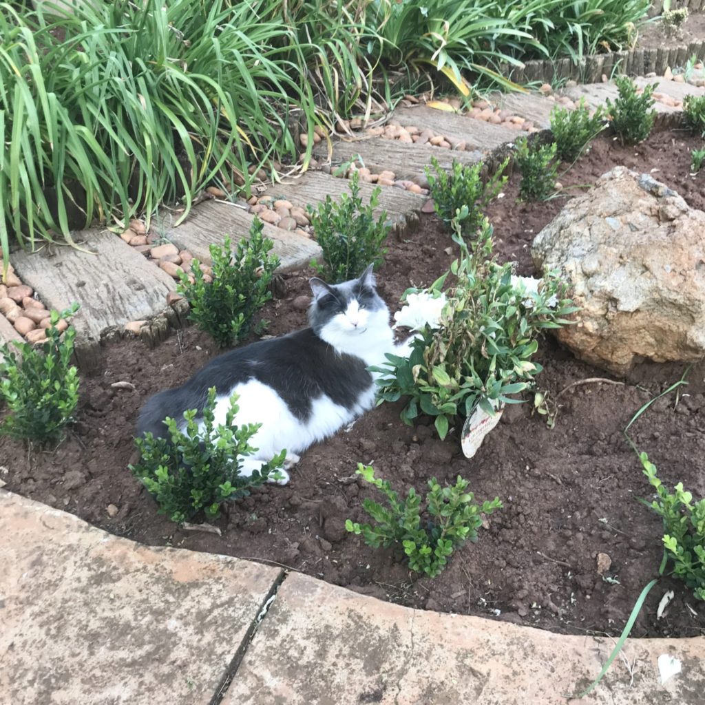 Cat sleeping in the garden flowerbed with a small boxwood border