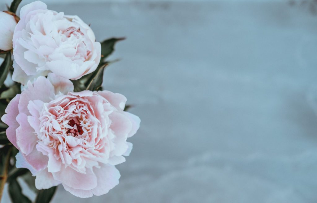 A pretty pink carnation means gratitude