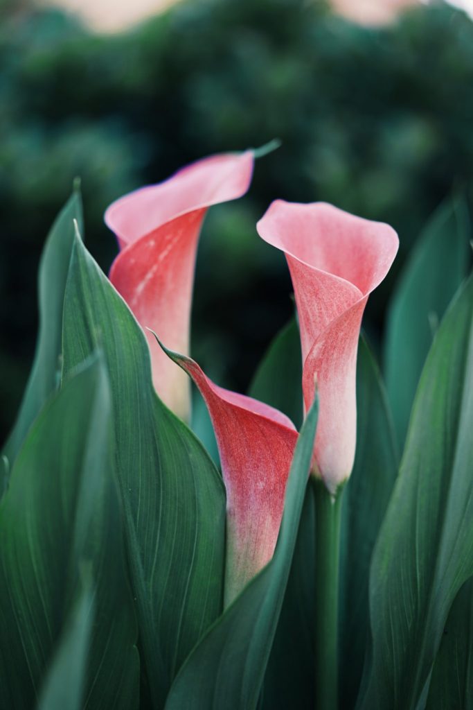 The meaning of Calla lily is from the Greek word "calla" which means beautiful
