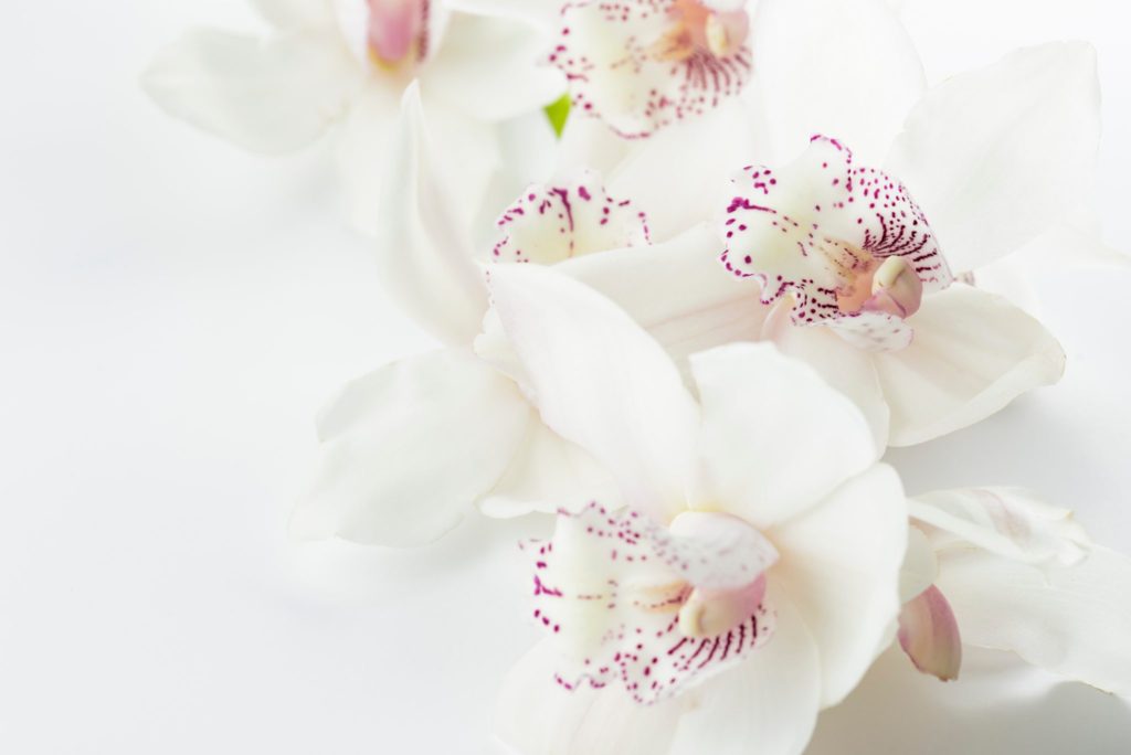 An orchid signifies luxury, refinement, beauty and strength