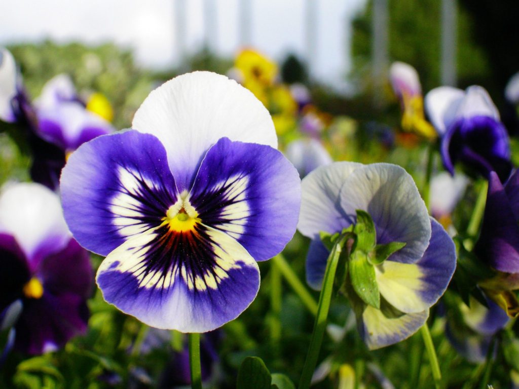 Cheerful pansies are said to mean "I am thinking about you"