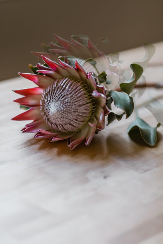A single protea represents change, courage and transformation