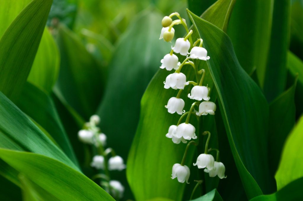 Lily of the Valley is a feminine flowers associated with motherhood and sweetness