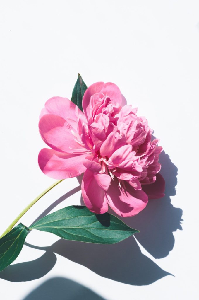A bright pink single peony which symbolises a long and happy marriage