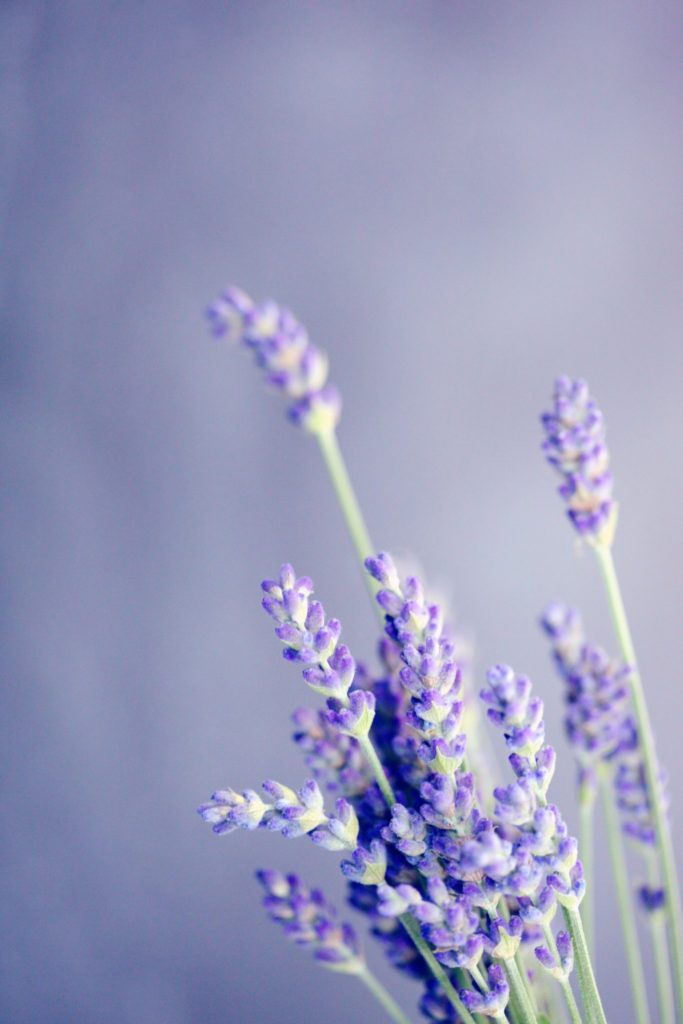 The purple colour of lavender symbolises royalty and luxury while lavender holds the promise of adventure