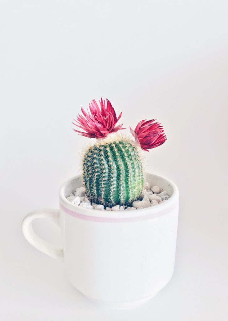 A cup with a cactus planted in it as a party favour