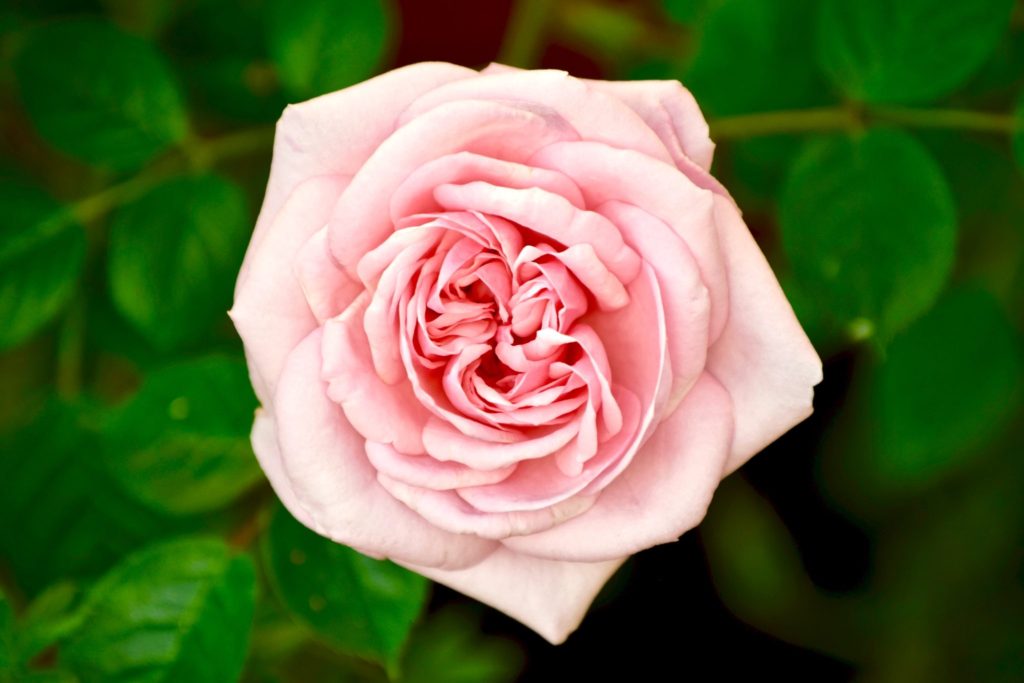 A single, beautiful pink rose which symbolizes admiration, friendship and affection