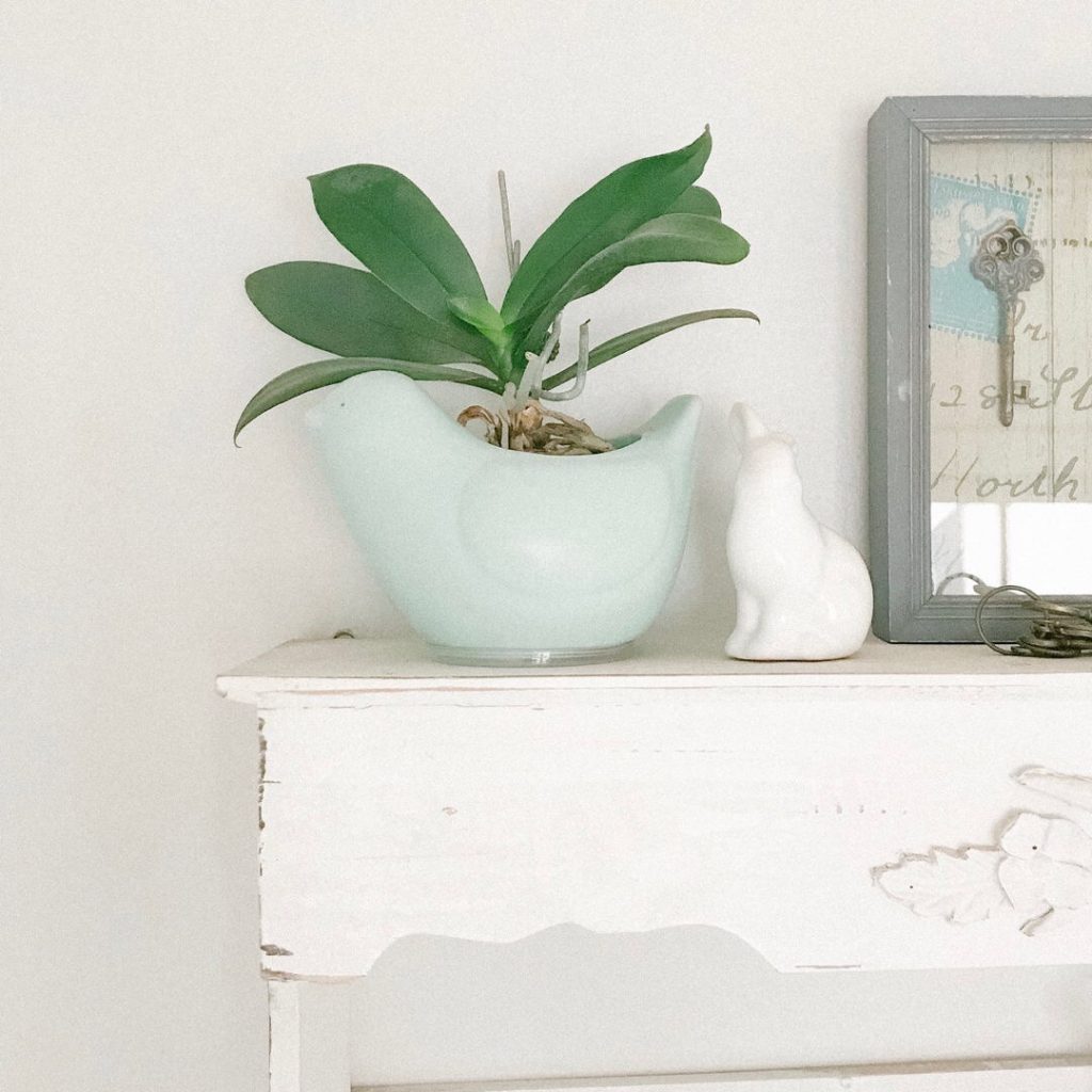 Top Post 9: Wall shelf with bunny ornament and miniature orchid