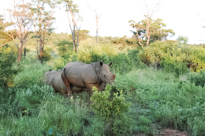 Game drive - rhino sighting