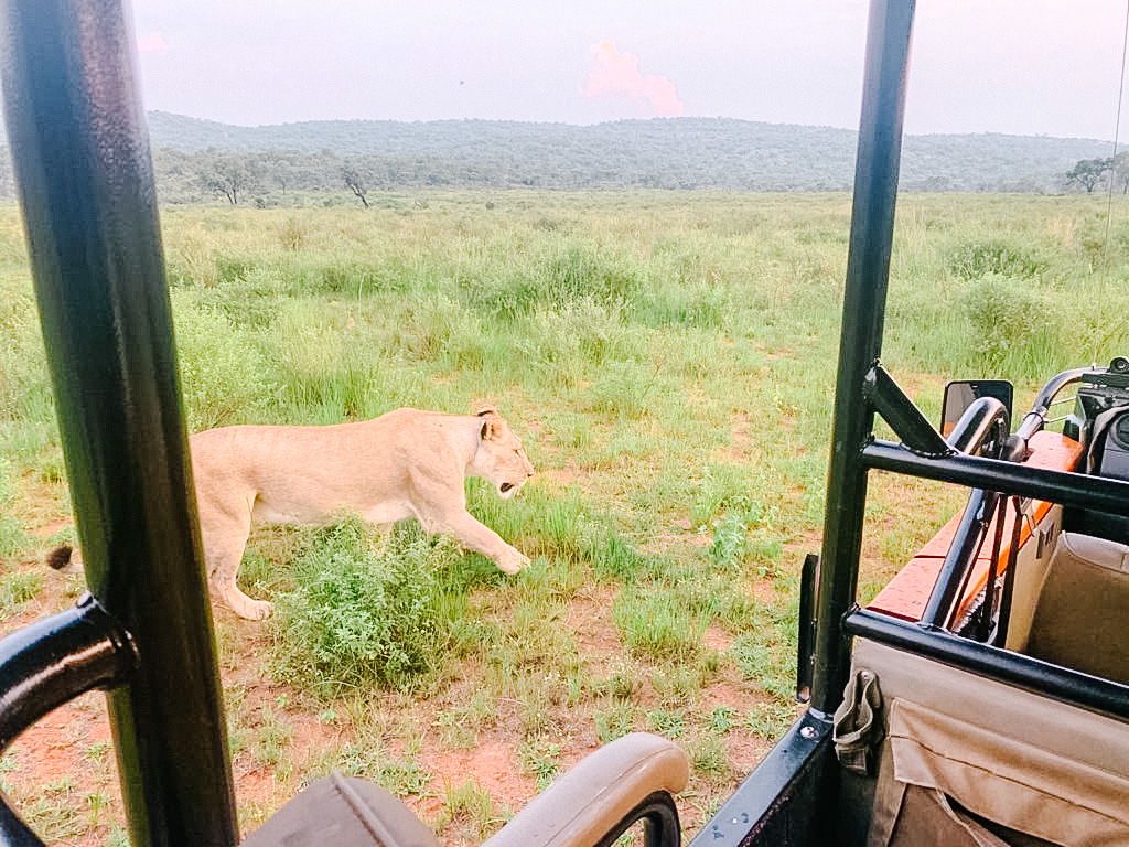 Why hello lion....game drive experience at 57 Waterberg