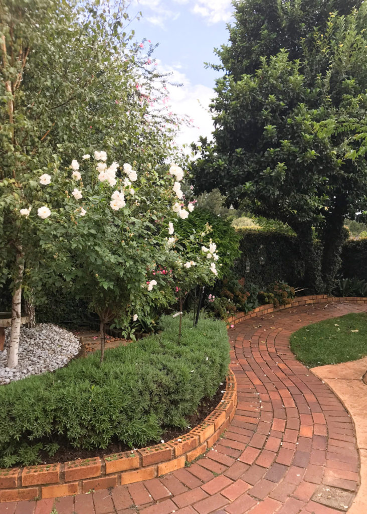 Garden in spring, white tea roses blooming