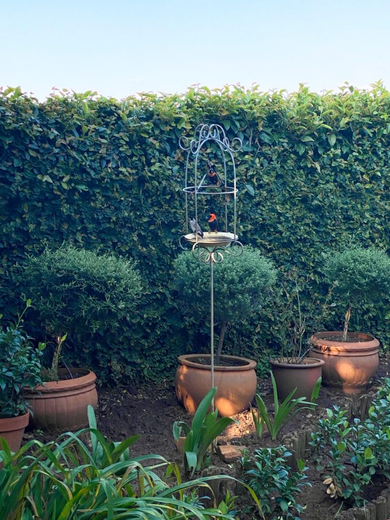 Garden, birds on bird feeder
